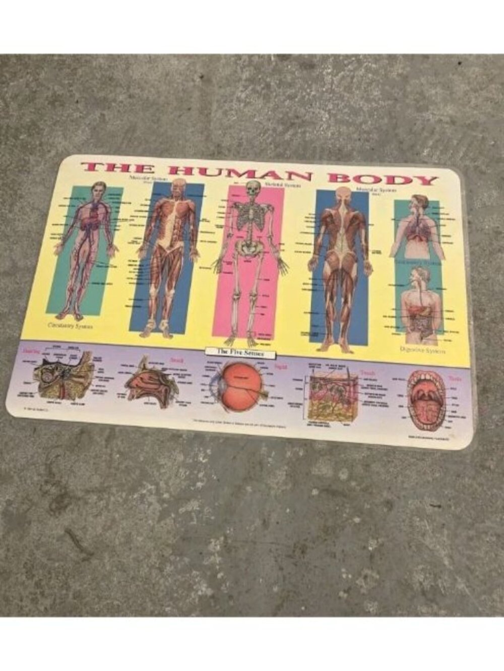 VTG 1994 The Human Body Painless Learning Placemats Circulatory System USA Made